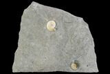 Two Fossil Ammonites (Promicroceras) - Lyme Regis #110686-1